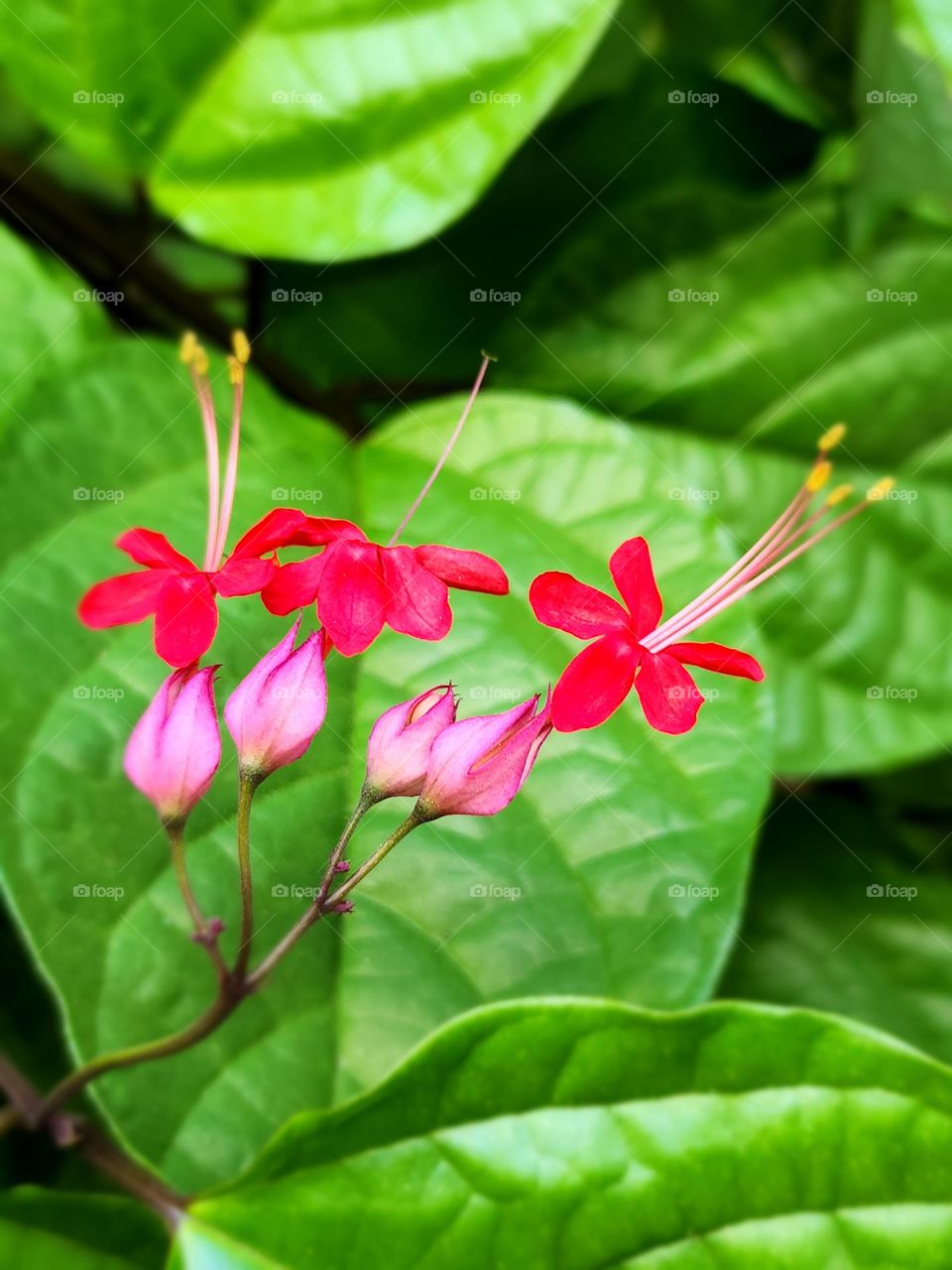 exotic west indies petal