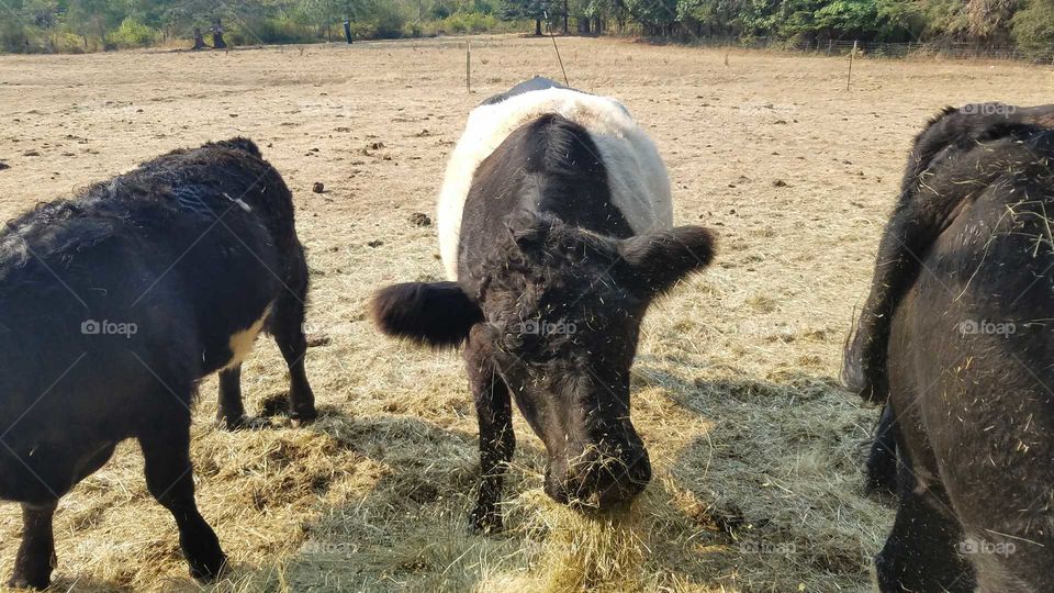 Belted Galloway Oreo Cow