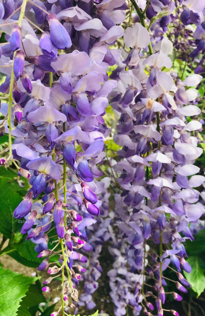 Lovely Lilac flowers in the wild