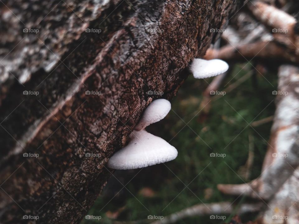 fungus growing o a branch