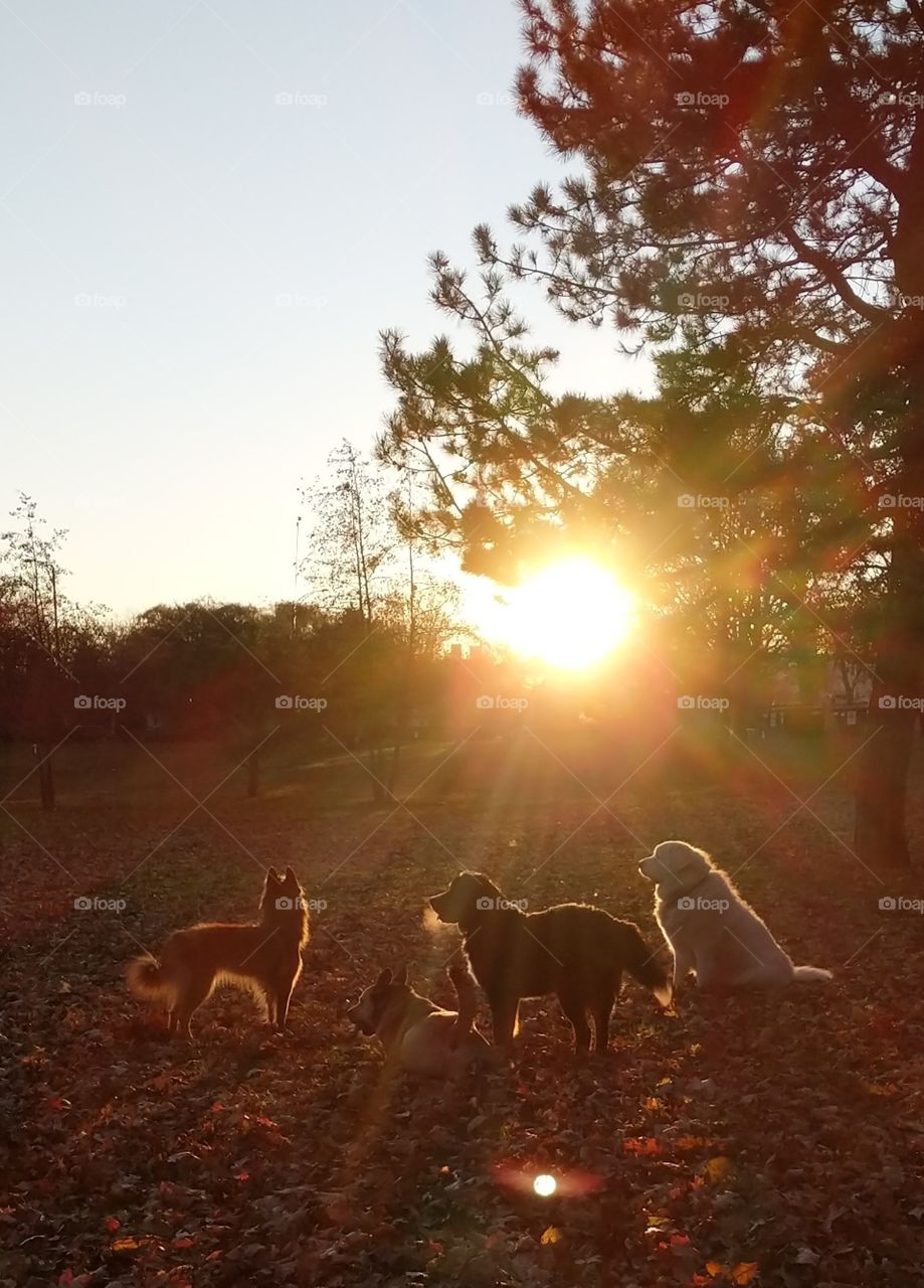 Doggies sunrise