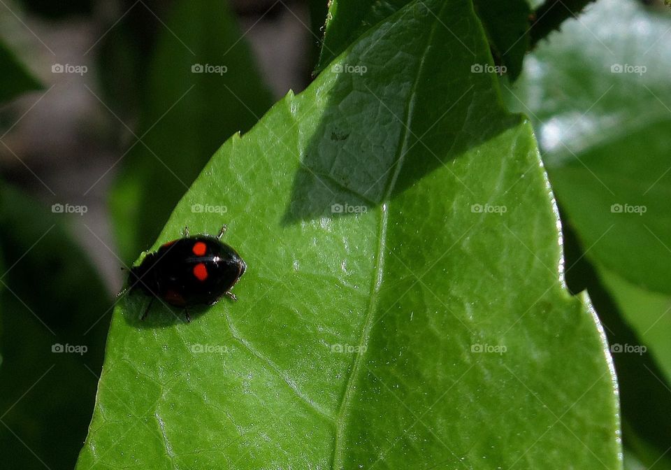 Exochomus Quadripustulatus. Pine ladybird