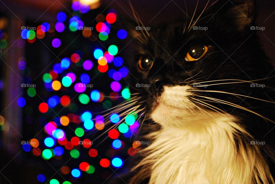 My majestic cat sitting by the Christmas tree 