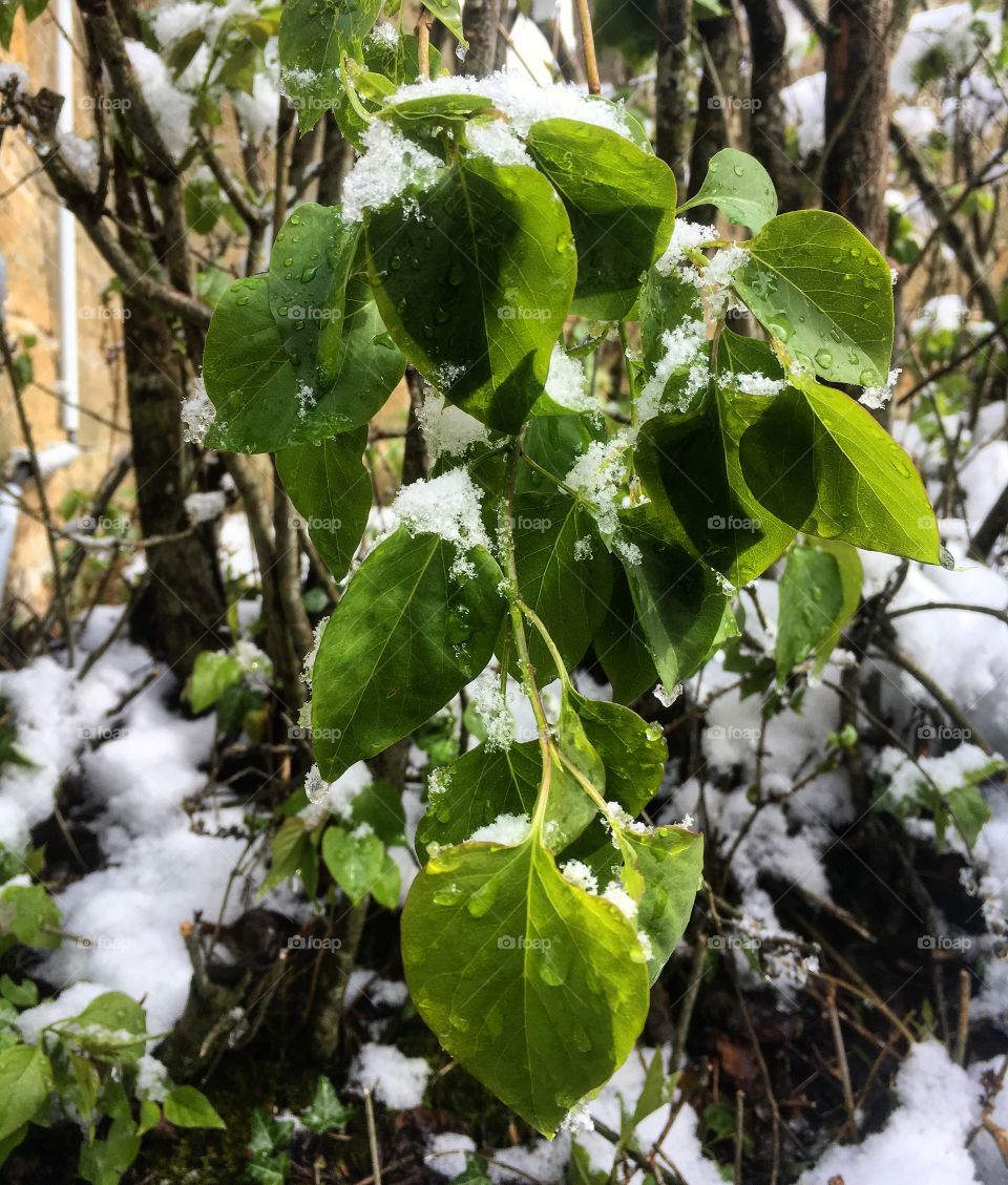 Snow on plants in Germany 
