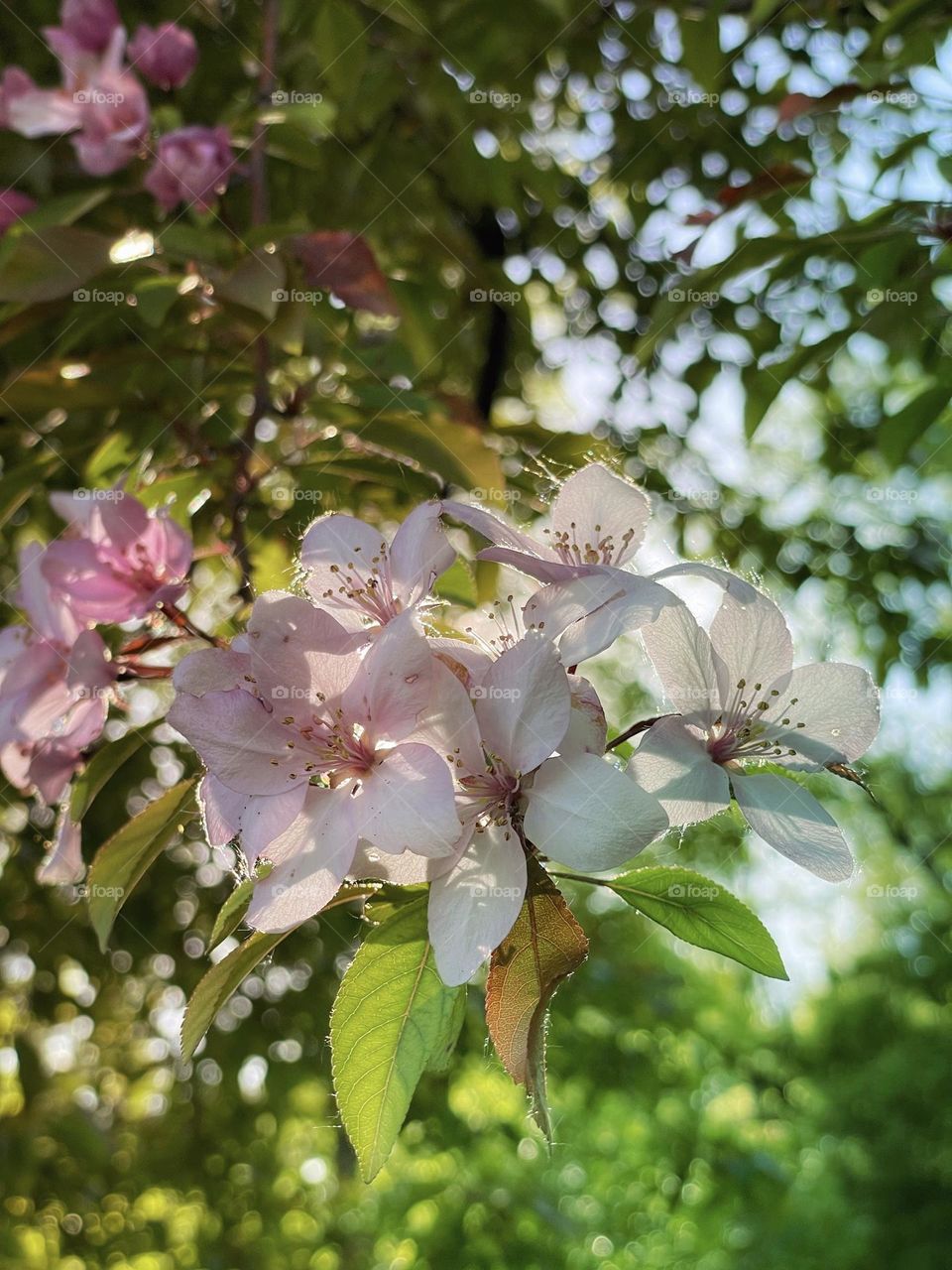 Blooming trees