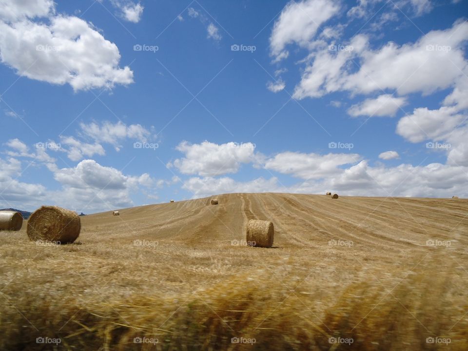 Open field. After the wheat