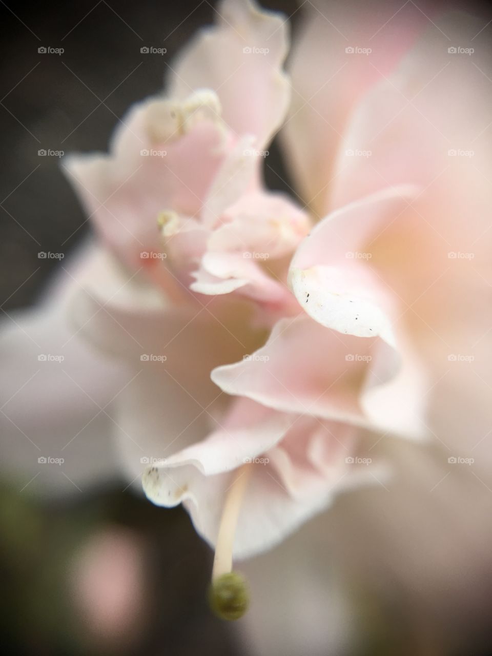 Macro closeup azalea 
