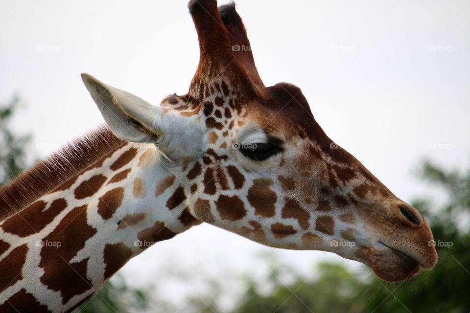 Giraffe head