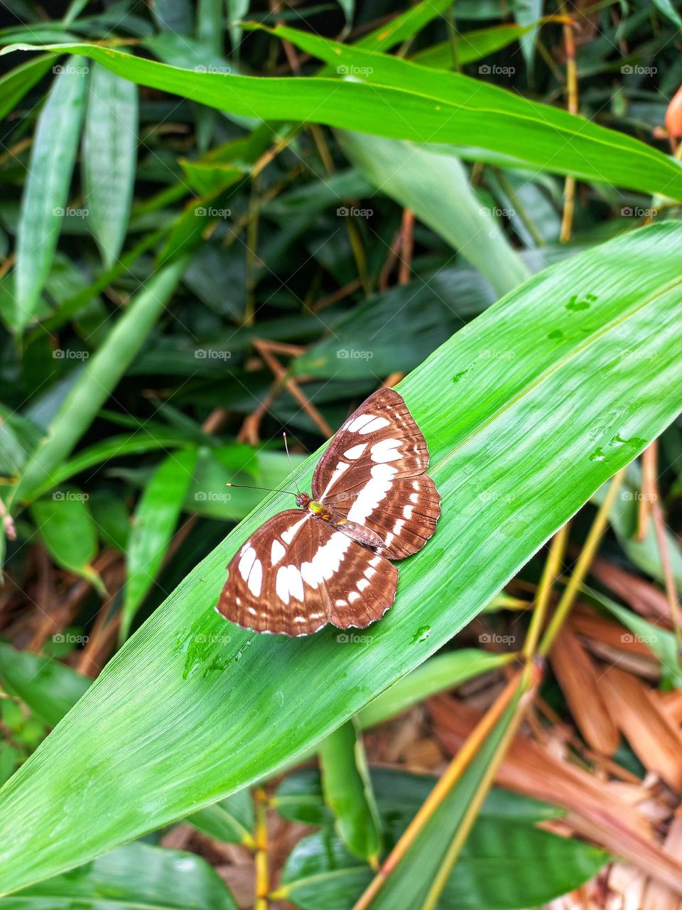 Beautiful butterflies perched on bamboo leaves