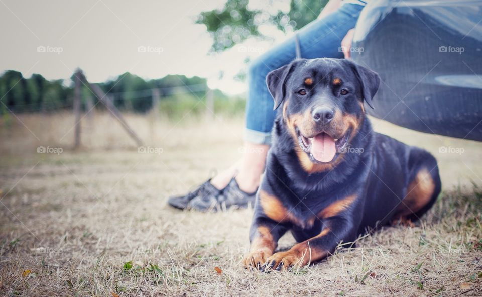 Dogtraining with Rottweiler