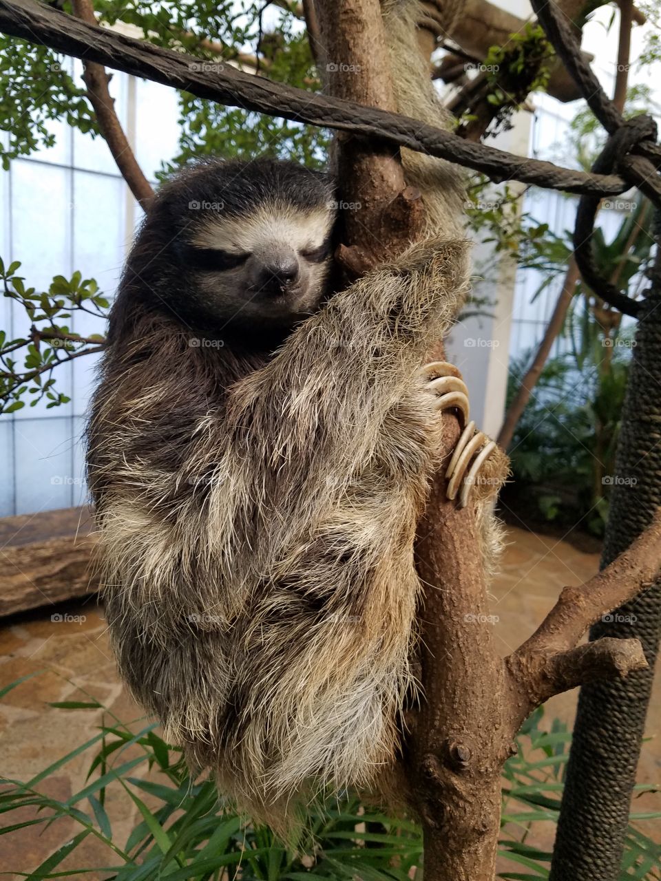 Sloth Dallas World Aquarium