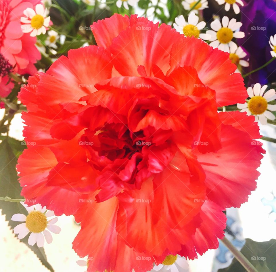 Red flower
