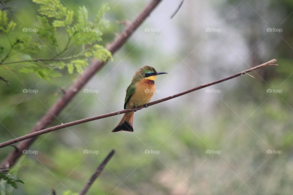 Bird on the tree branch