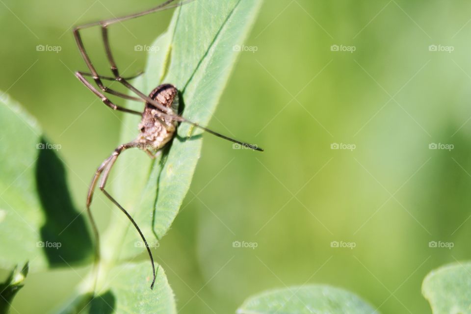 Spider in the grass