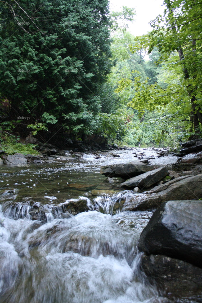 Stream in forest