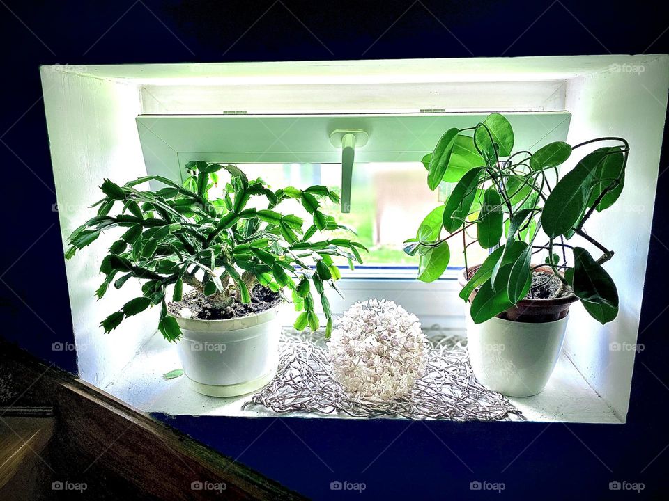 Flowers on the Window