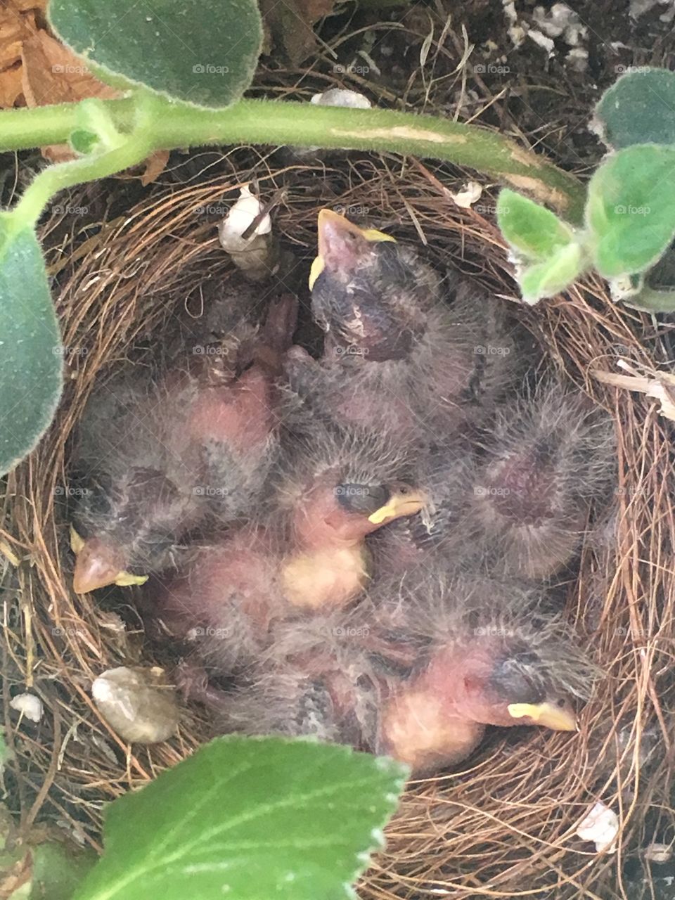 These precious little birds were living in our hanging basket on our deck! 🐦