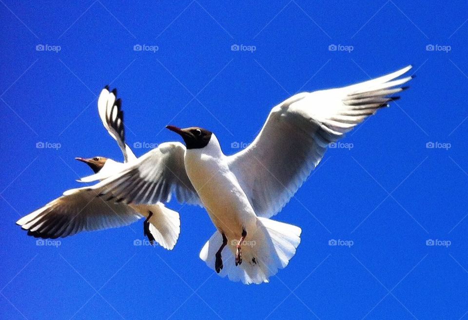 sky blue sol sommar by lindstrand