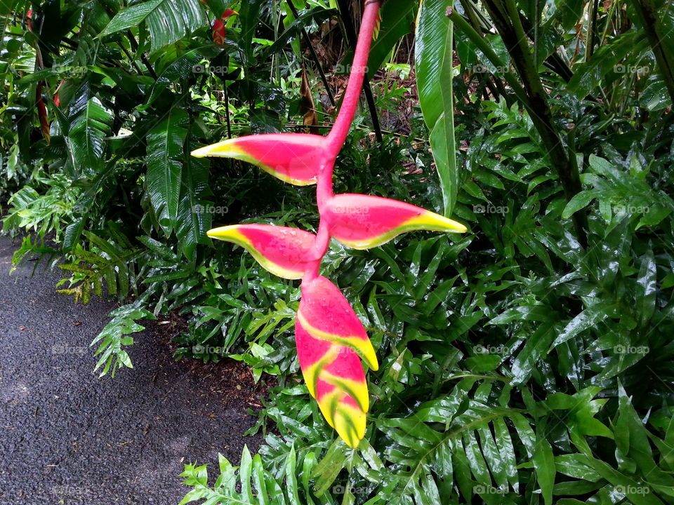 picture I took in botanical garden in Hawaii