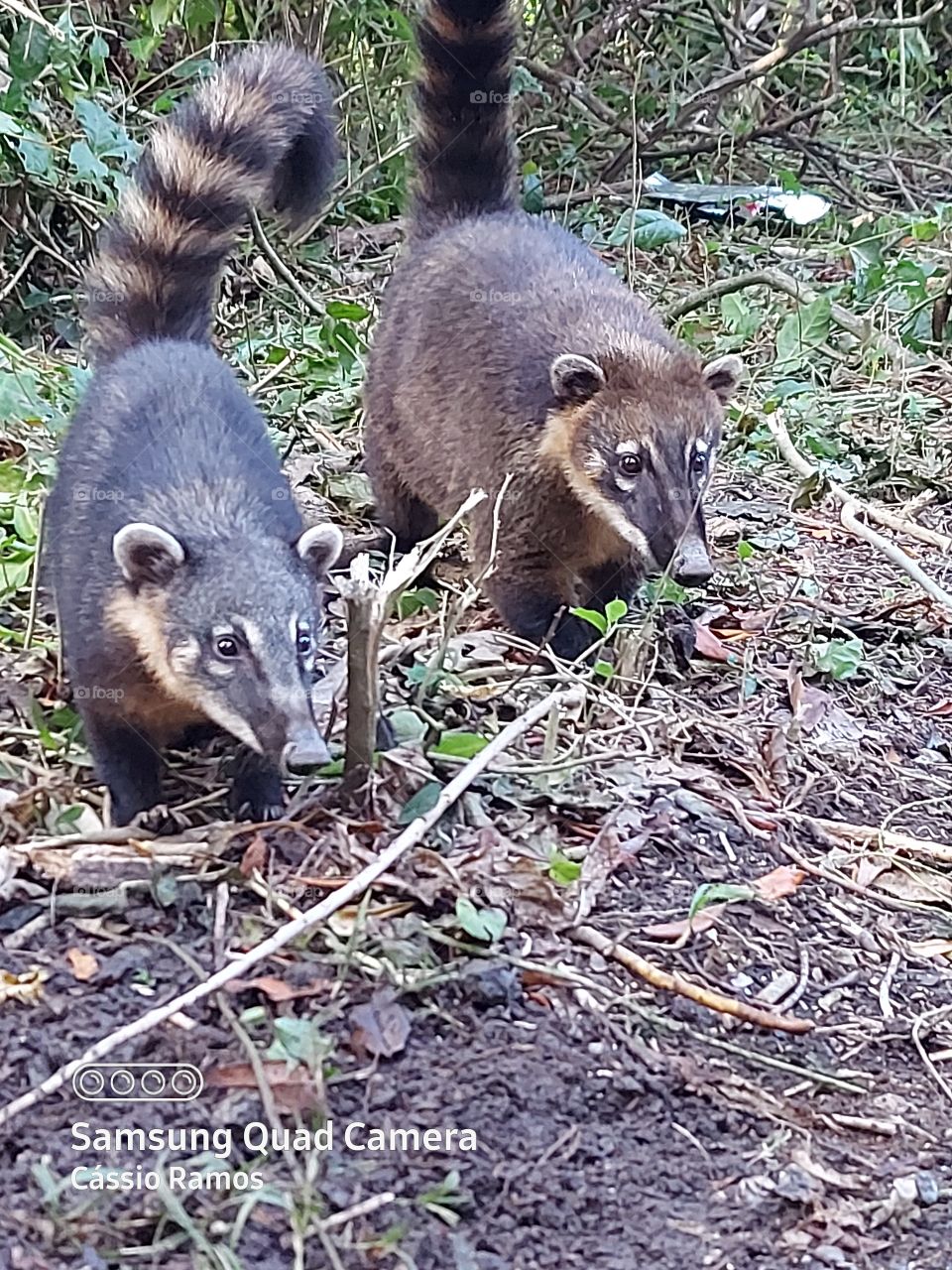A lealdade de um animal não conhece limites