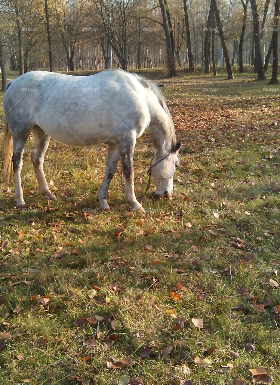 Mammal, Grass, Nature, Farm, No Person