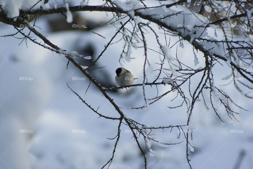 bird sitting on a tree branch in winter