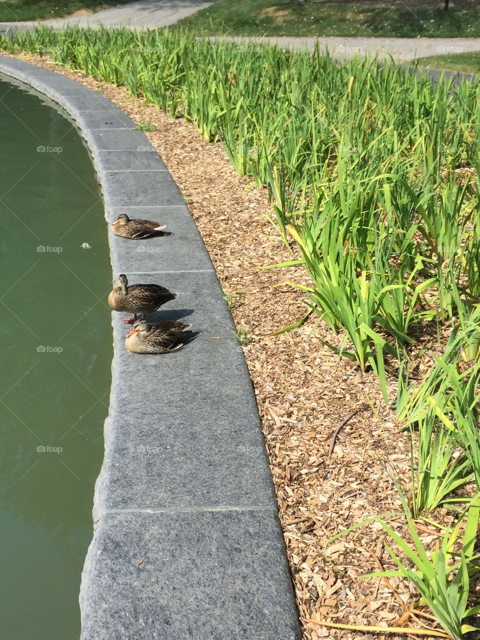 Ducks by a pond 