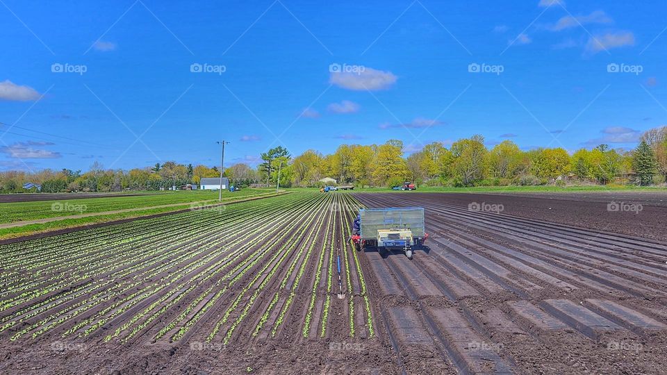 muck field farming