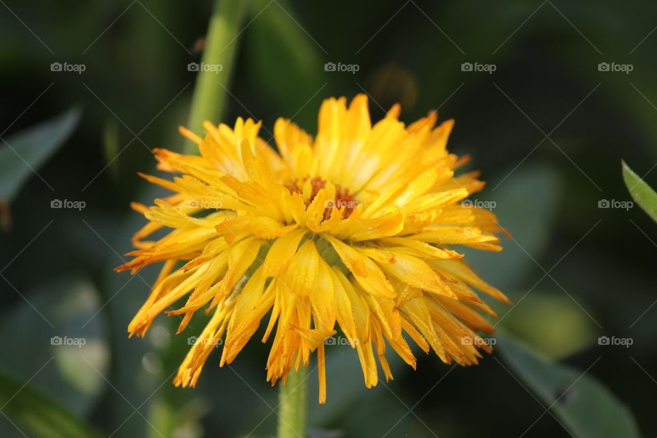 Yellowflower
