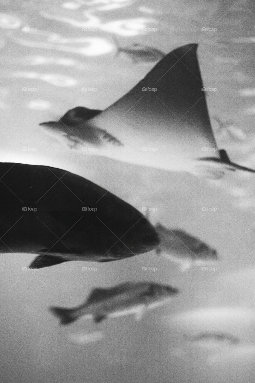 Fish in an aquarium in black and white