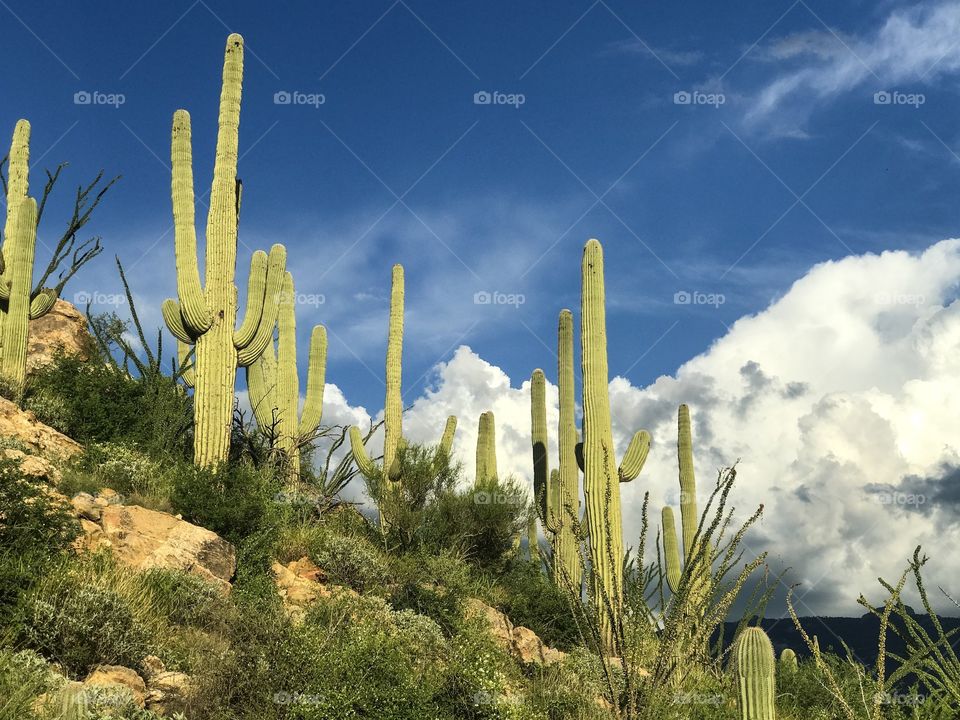 Nature - Arizona Landmarks