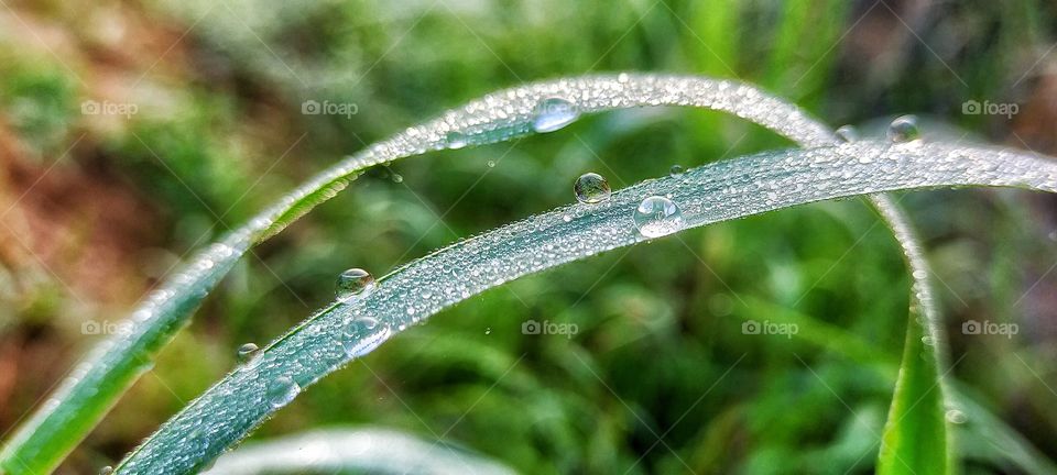 Dew drops early in the morning looking like pearls which are on the grass blade.