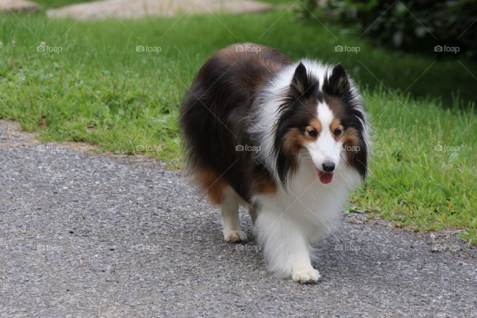 High angle view of dog