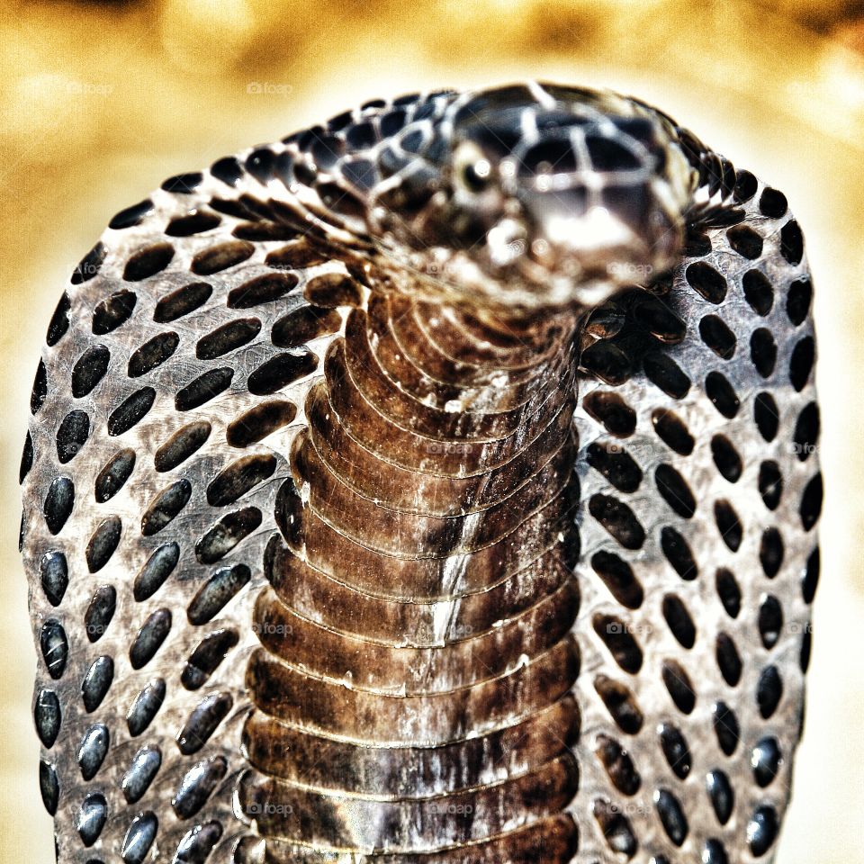 Cobra close up head and hood. Cobra close up head and hood