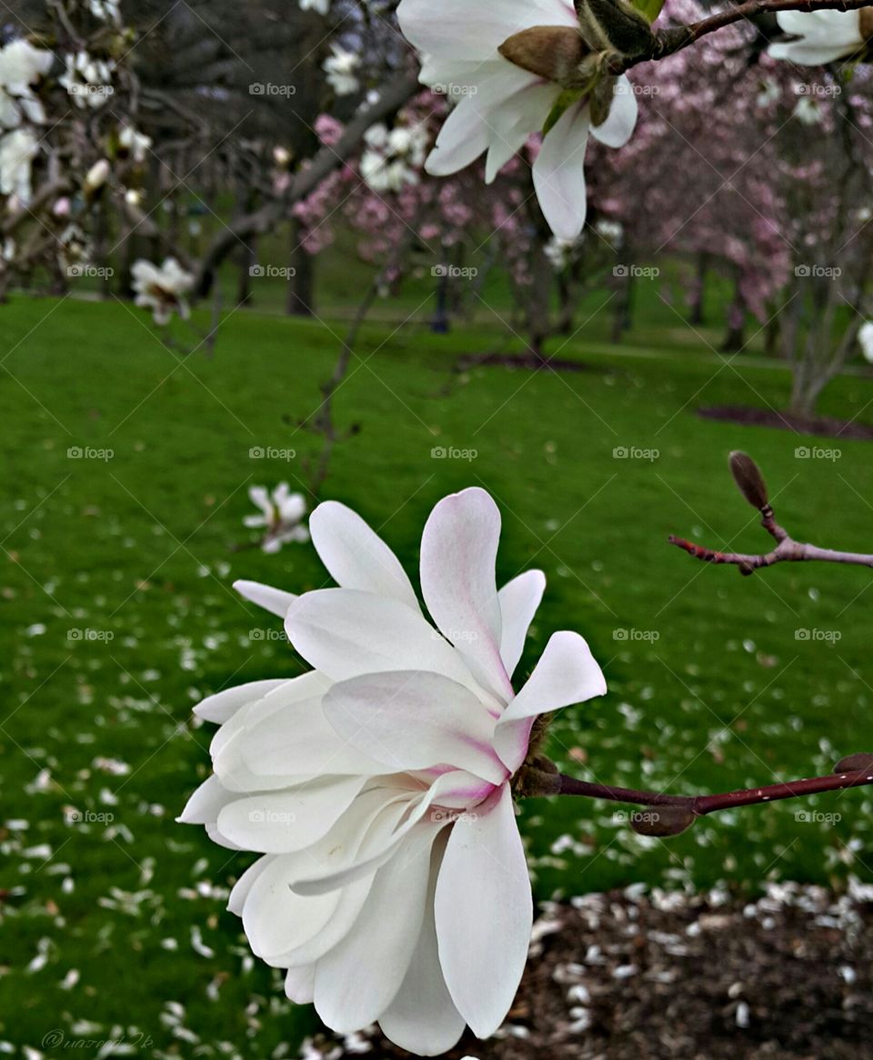Spring Flowers Bloom. Taken at Kent State University campus 
