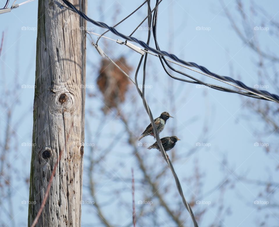 A pair of birds sit on a wire, in the sun. Midwest in winter.