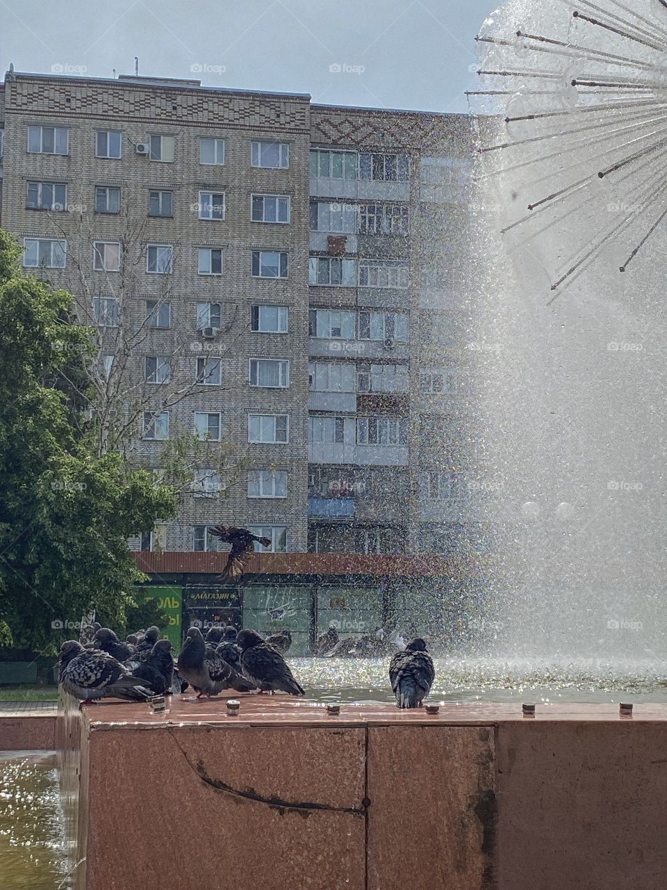 pigeons swim in the fountain