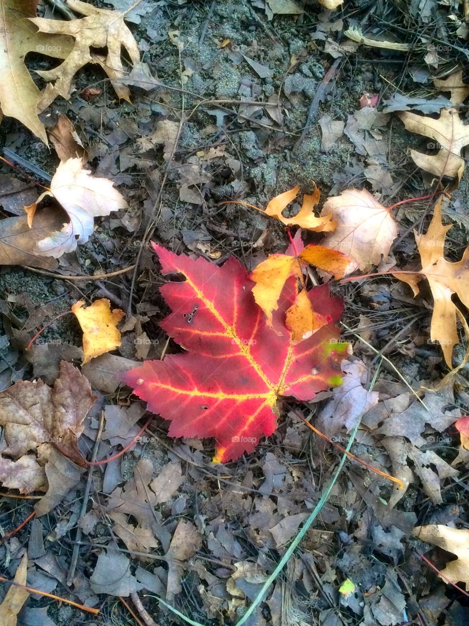Maple leaf Colour change 