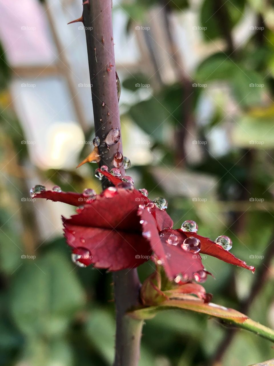 Hojas de rosal después de llover 