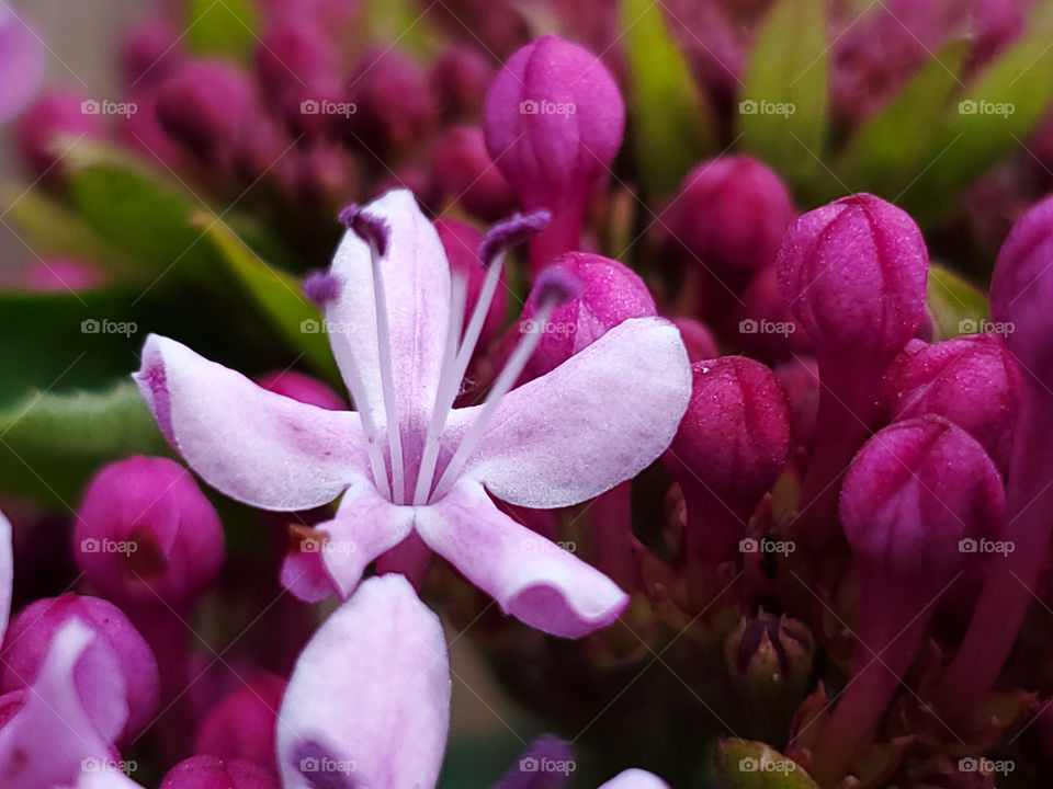 Close up of Mexican hydrangea cluster of flowers and flower buds.