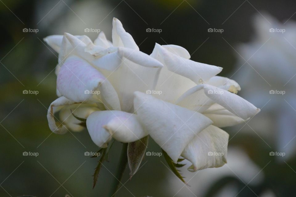 If I'm honest, I have to tell you I still read fairy tales and I like them best of all. -Audrey Hepburn ▫️🔳▫️