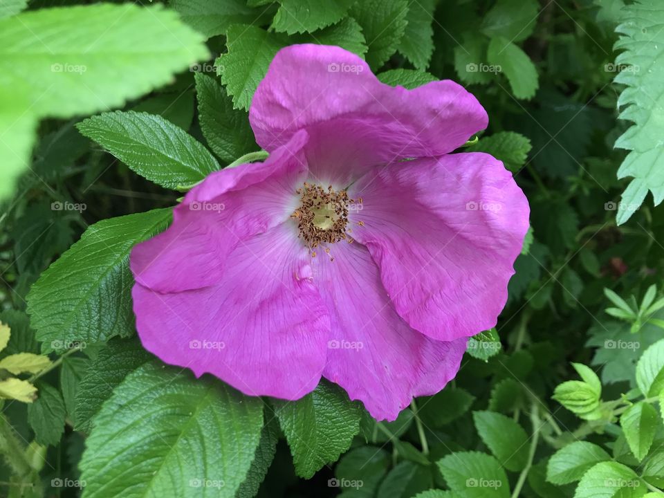 I am loving this wild flower the bloom is of such a lovely lilac and it rests as nature intended in all its glory.