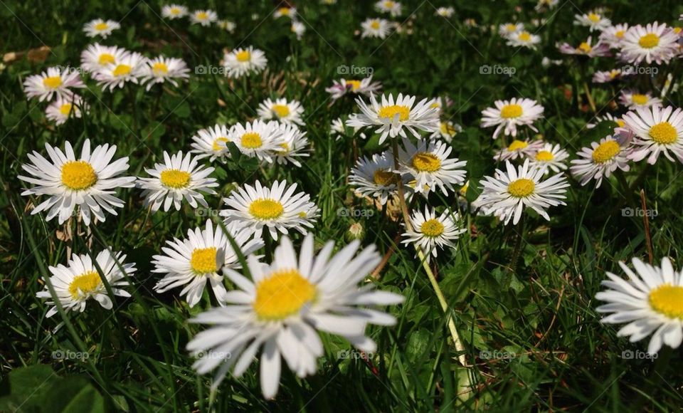 Daisies