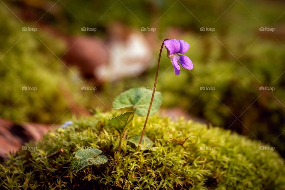 A single bloom of a Common Blue Violet sprouts from a mound of moss. 