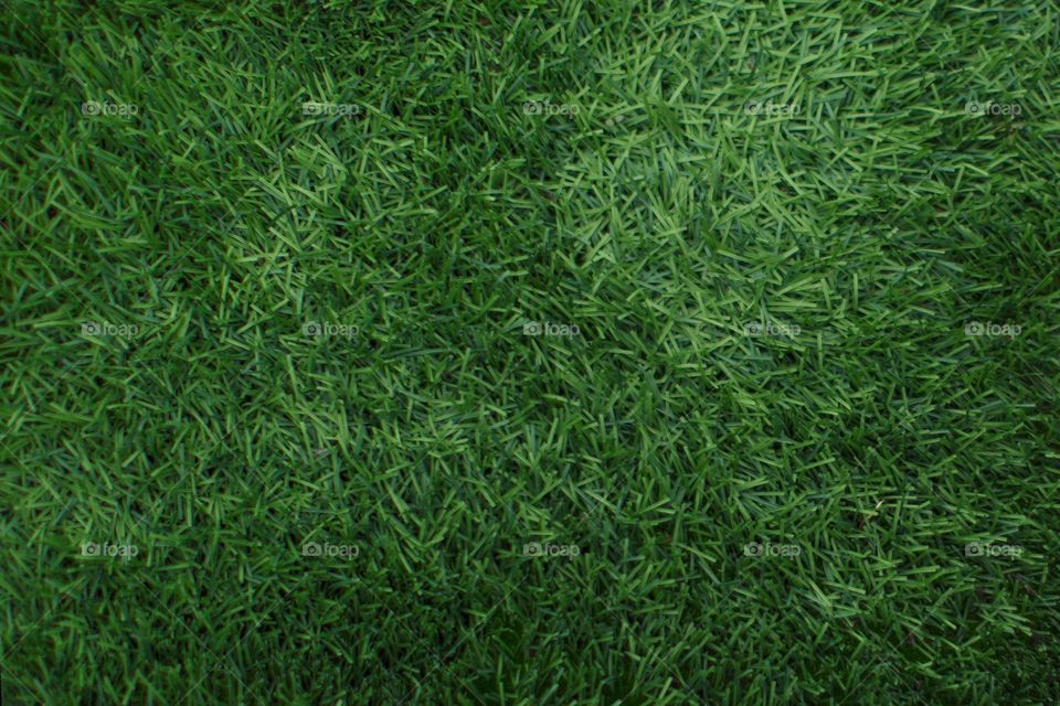 Green grass texture