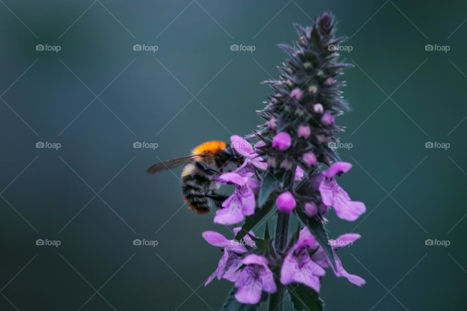bee on a purple flower