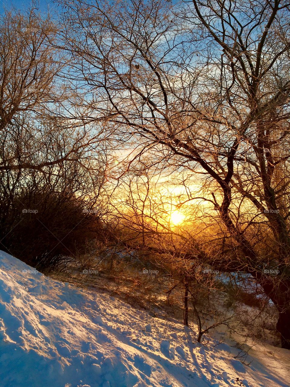 Sunrise through the winter trees