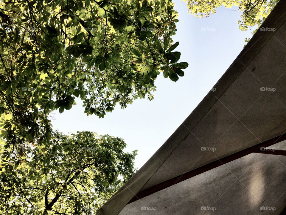 Trees and concrete 