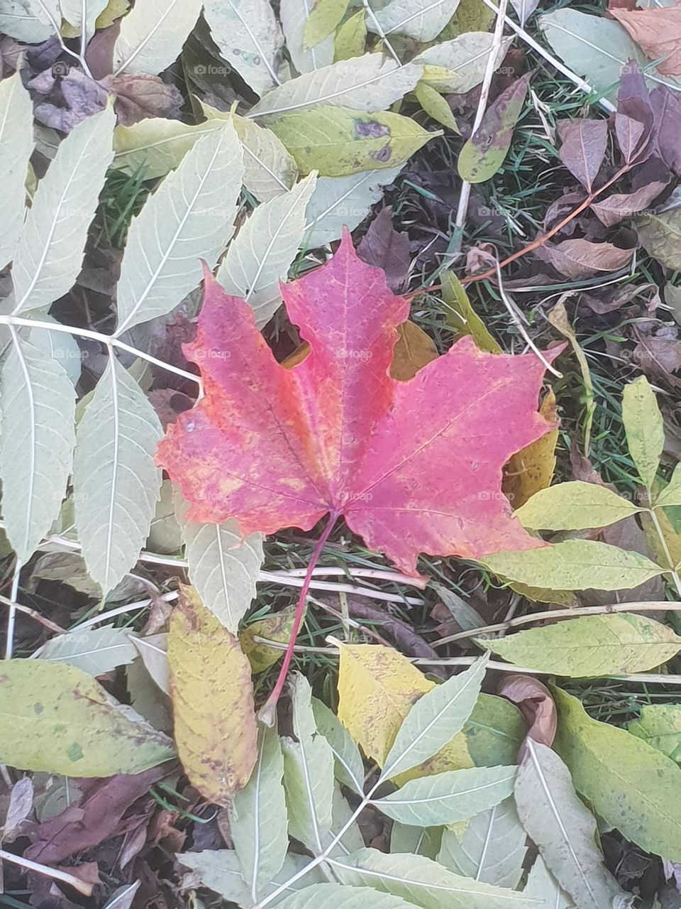 the first sign of autumn