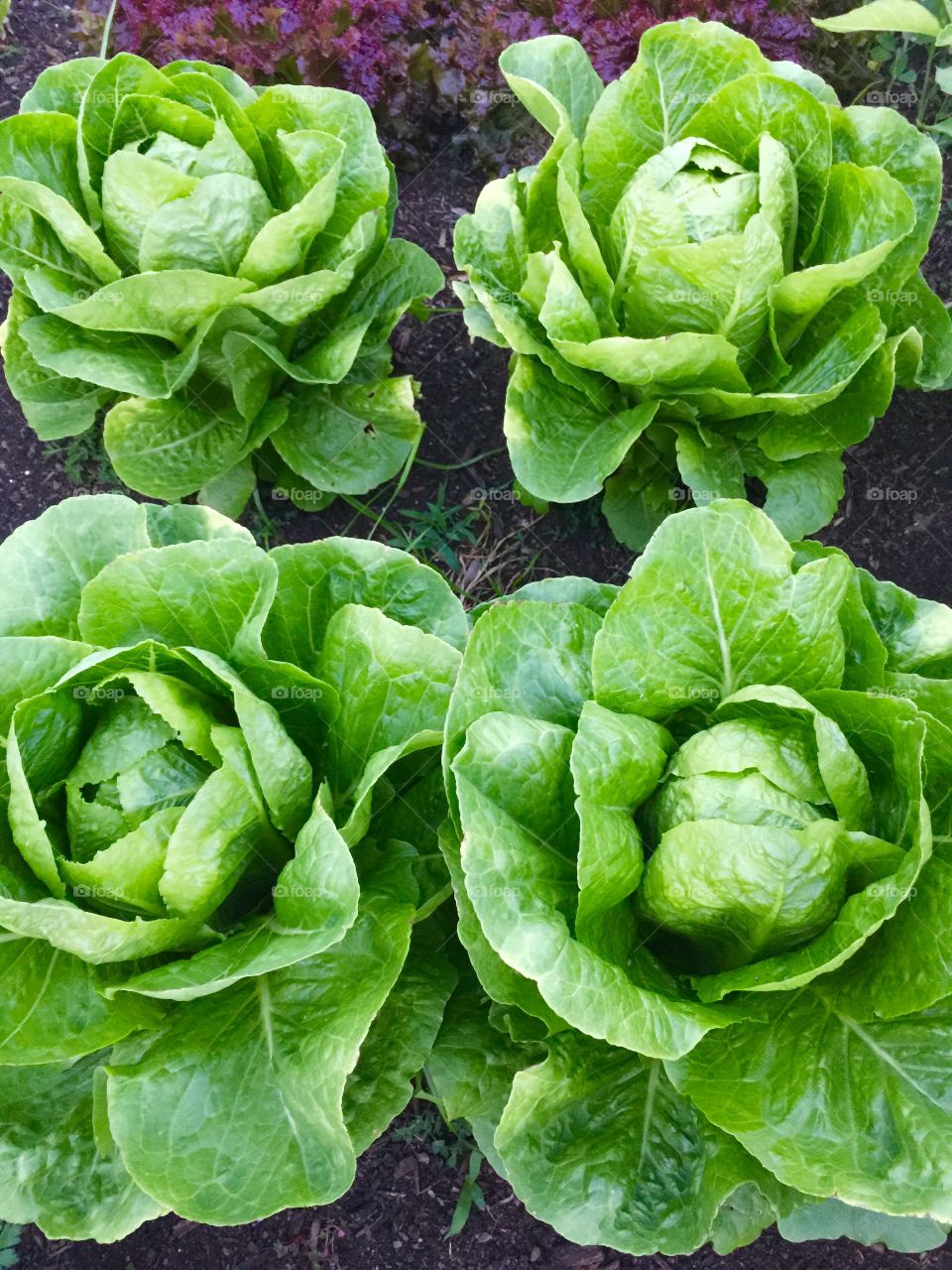 Romaine 